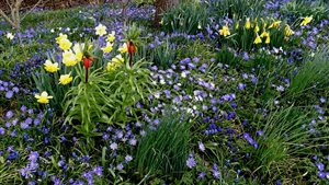 Tuinenroute-Tulpenroute in de Noordoostpolder