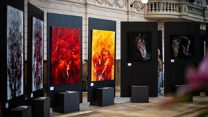 Dutch Equine Art Fair 2026