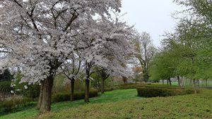 Mystery Walk Bloesem 2027