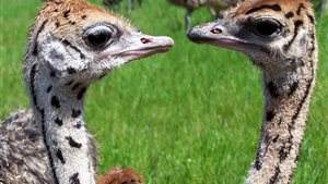 Paasrondleiding Struisvogelboerderij Monnikenwerve