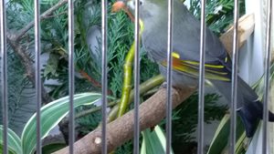 Vogelshow
