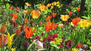 Bloemweekend in de Theetuin van Weesp