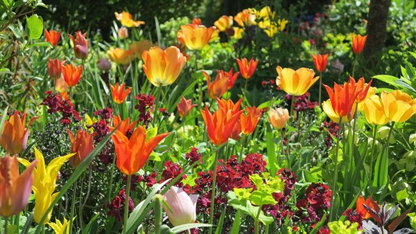 Bloembollenfestijn Theetuin van Weesp
