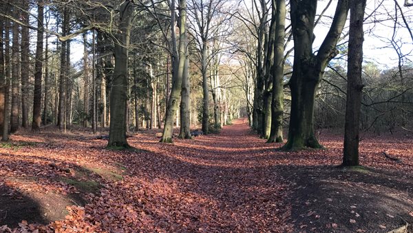 Parkeerplaats De Kaapse Bossen
