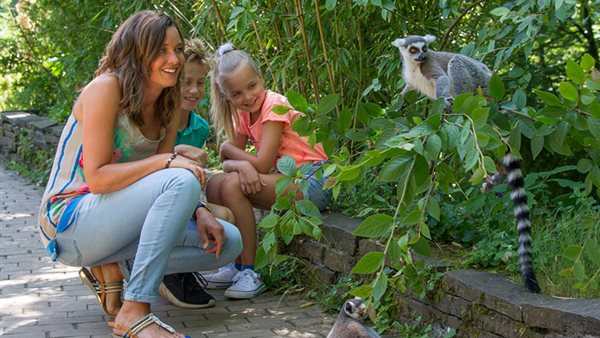 Bij Apenheul bewonder je jonge dieren van dichtbij