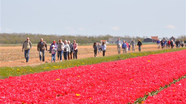 Wandeltocht tussen de bollenvelden