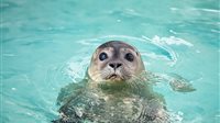Duik in het Zeehondenmysterie in het WEC