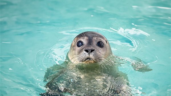 Duik in het Zeehondenmysterie in het WEC