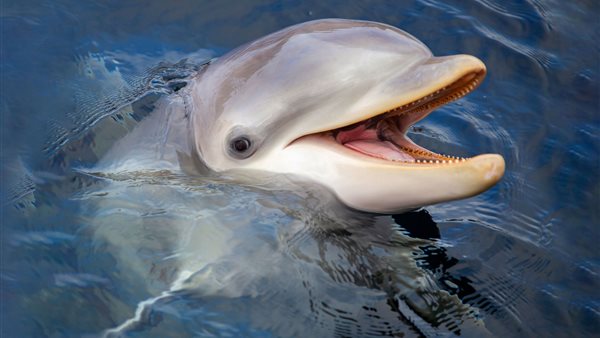 Herfstvakantie in het Dolfinarium