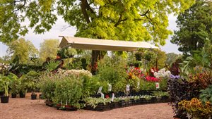 Kwekerijdagen bij vaste planten kwekerij Fahner
