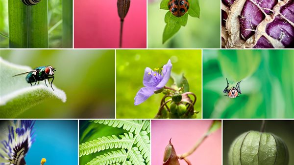 Workshop macrofotografie met je smartphone