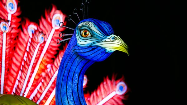 Light Nights in Ouwehands Dierenpark