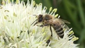 LOI2026 Landelijke Open imkerijdagen 2026