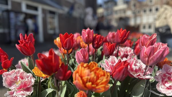 Tulp Festival Amsterdam