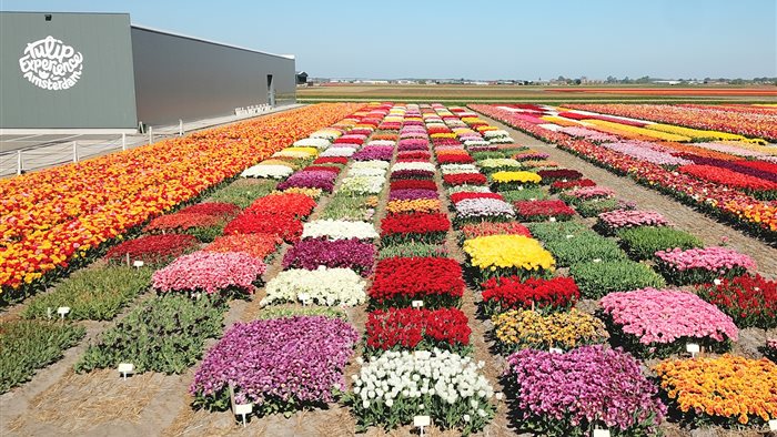 Tulip Experience Amsterdam in Noordwijkerhout, Zuid-Holland