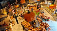 Pompoenenfestival