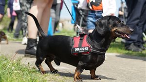 De Nederlandse dag van de teckel