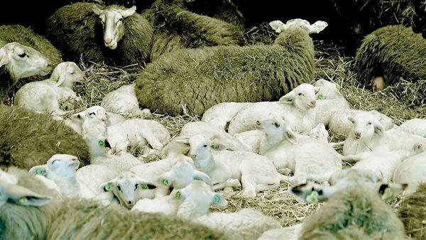 Lammetjesdag Rhedense Schaapskudde