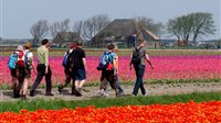 Wandeldag Bloeiend Zijpe - bloembollenvelden