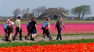Wandeldag Bloeiend Zijpe - bloembollenvelden