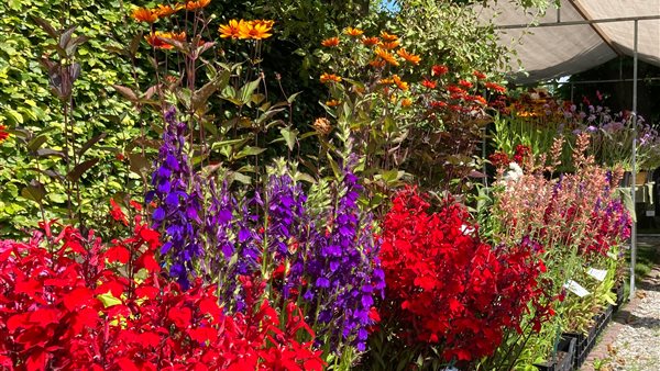 Plantenmarkt op De Kruidhof