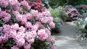 Rhododendron Bloeidagen