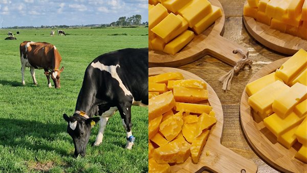 Achter de Schermen bij de boer in Assendelft