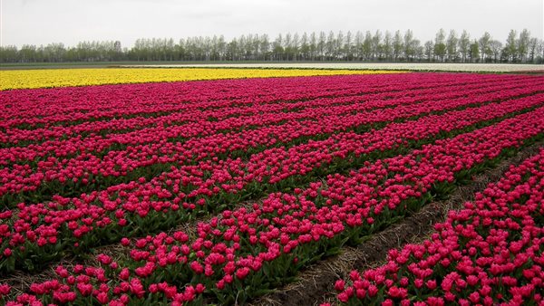 Tuinenroute-Tulpenroute in de Noordoostpolder