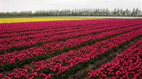 Tuinenroute-Tulpenroute in de Noordoostpolder