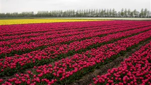 Tuinenroute-Tulpenroute in de Noordoostpolder