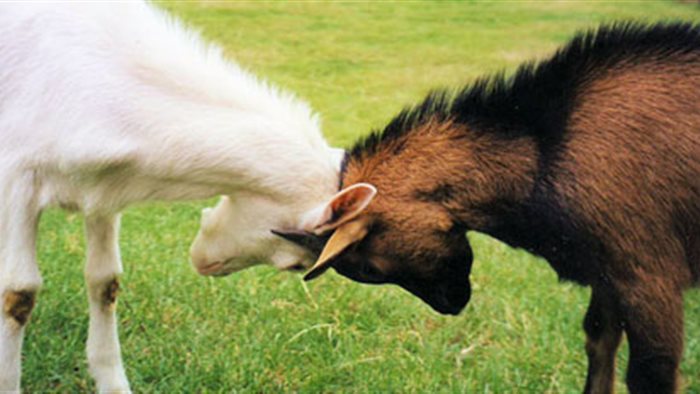 Kinderboerderij Parkhoeve Breda-Noord in Breda, Noord-Brabant