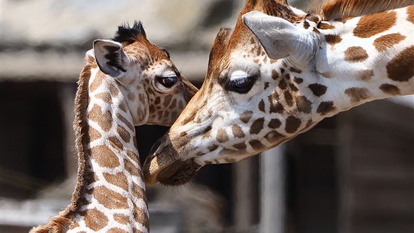 Safaripark Beekse Bergen