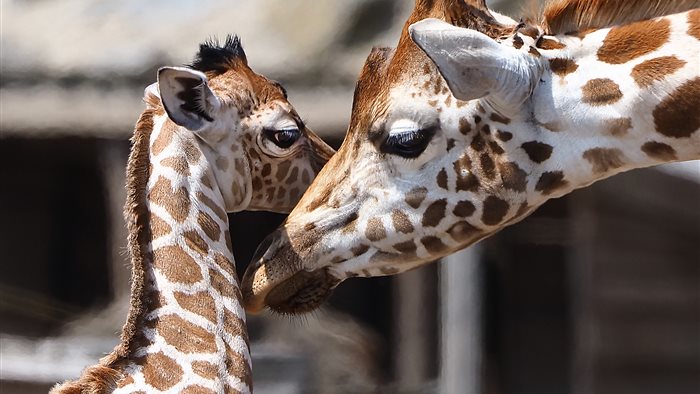 Safaripark Beekse Bergen in Hilvarenbeek, Noord-Brabant