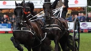 Nationaal Tuigpaardenconcours