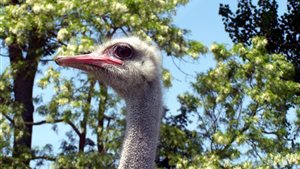 Open Weekend Struisvogelboerderij Sluis