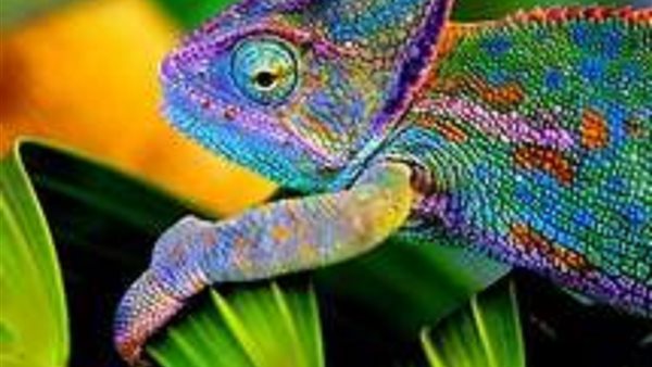 Reptilicabeurs Alkmaar mei 2025