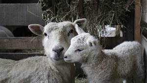 Lammetjesdag Schaapskudde Vockestaert