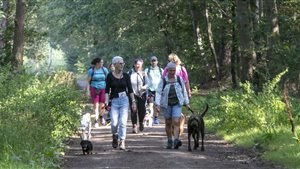 Hondenwandeling