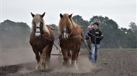 Dag van het Ploegpaard Orvelte 2026