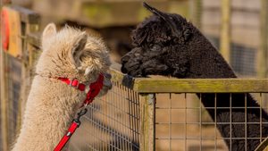Open dag zorgboerderij Blommendal 2026