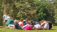 Roofvogelshow