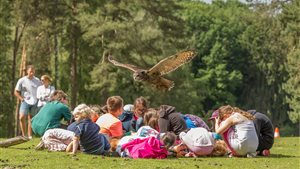 Roofvogelshow