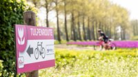 Tulpenfestival Noordoostpolder