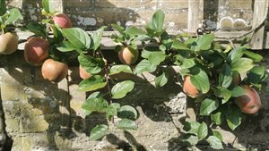Wereld leifruitdag