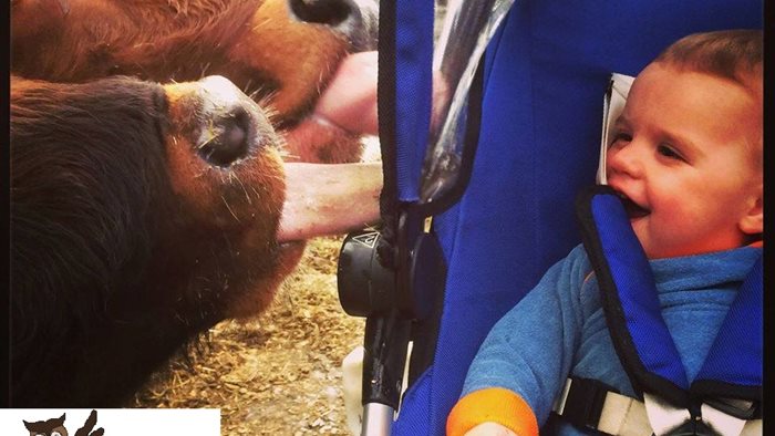 Speel- Doe Boerderij De Steenuil in Oirschot, Noord-Brabant