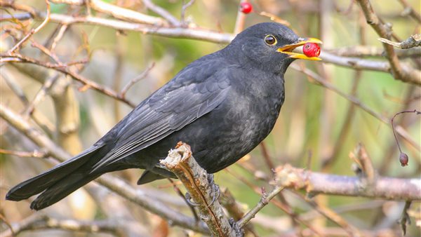 Vogels kijken