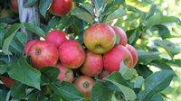 Appelplukdag Landwinkel Ol Diek