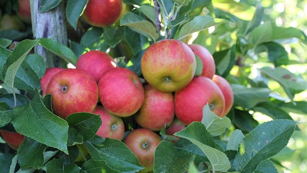 Appelplukdag bij Landwinkel Ol Diek