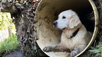 Expeditie Dierendag voor hond en baasje