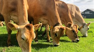 Koeiendans bij Henri Willig in Katwoude